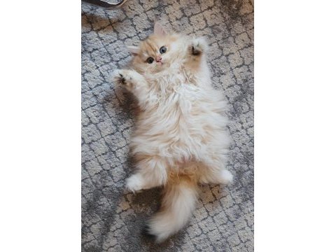 Secereli british longhair yavrularımız