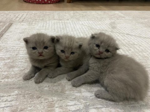 Yavru scottish fold orijinal ırk