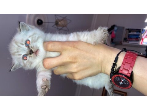 British shorthair yavrular