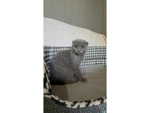 Küçük scottish fold prensesler