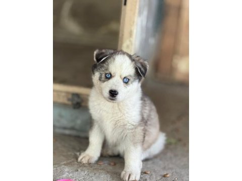 Yakışıklı ve güzel husky köpekler