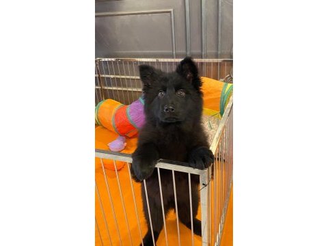Solid black alman çoban köpeği yavruları