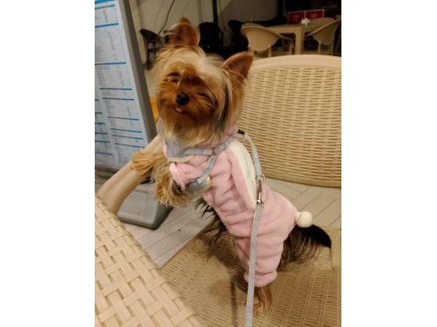 Yorkshire terrier erkek köpeğimiz