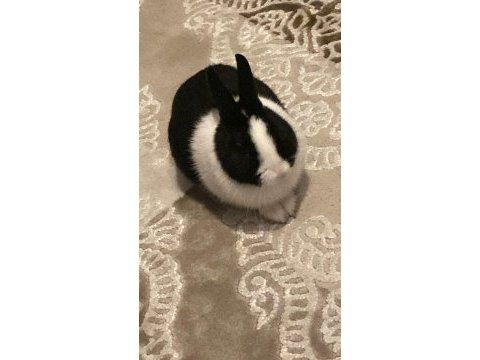 Hollanda cüce lop tavşan