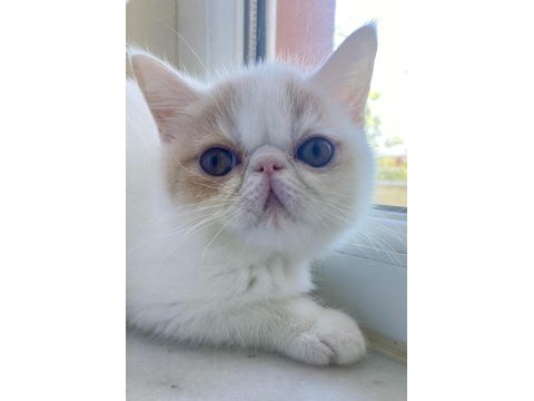 Exotic shorthair snoppy yavrumuz