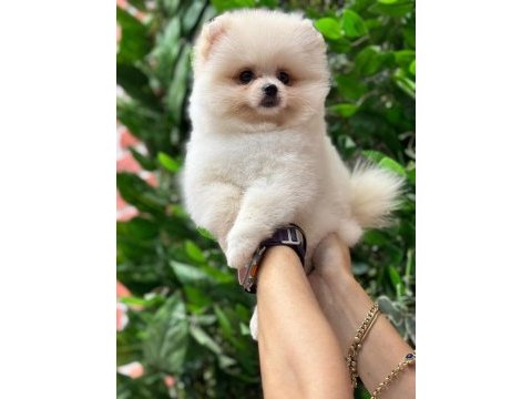 Pomeranian boo 2 aylık köpekler