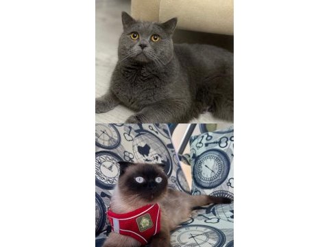 Scottish ve british shorthair yavrularımız