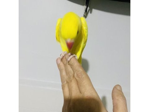 Sarı yavru maskot bir pakistan papağanı