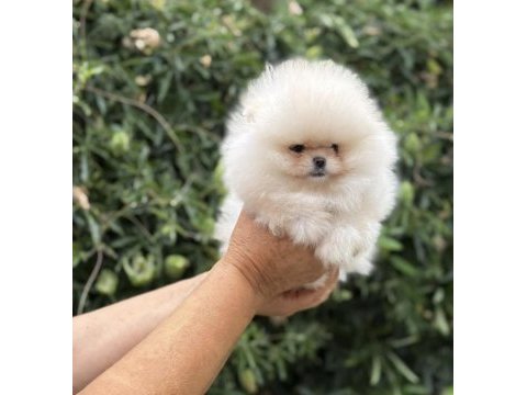 Pomeranian boo yavrular