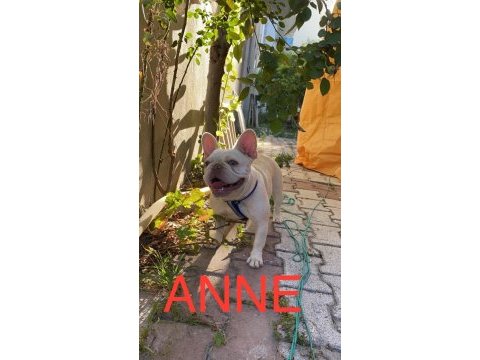 French bulldog lilac tan platinyum dişi mavi göz