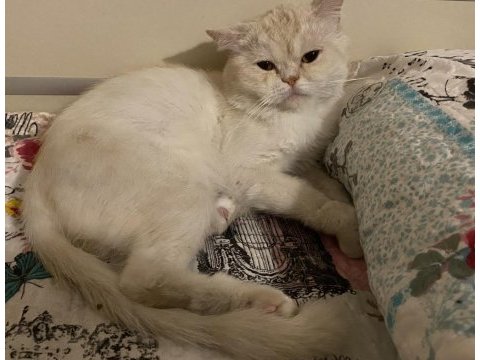 British longhair 1,5 yaşında