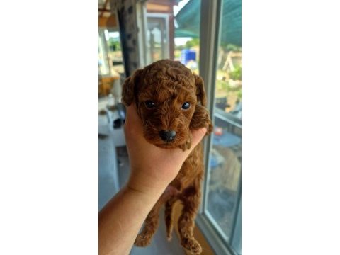 Muhteşem poodle minikler
