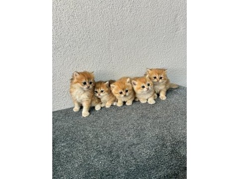 Golden british longhair yavrularımız 