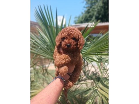 Yasal üreticiden safkan toy poodle yavruları