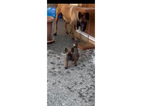 Belçika malinois yavrularımız