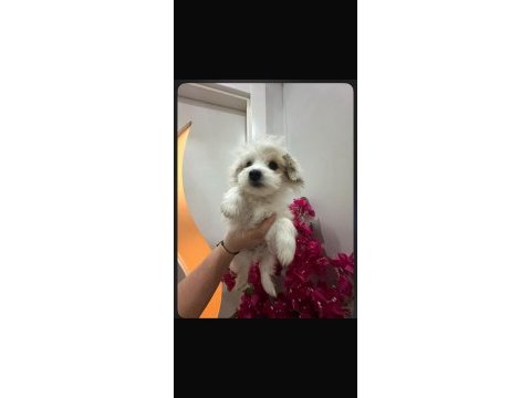 Morkie yavrum 2bucuk aylık