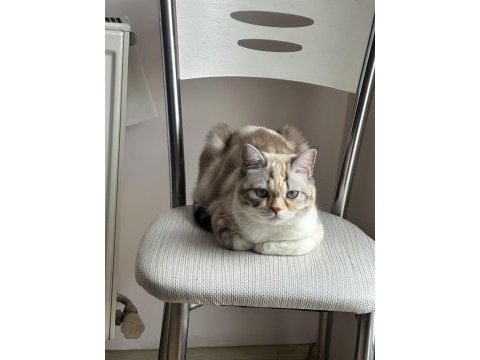 British exotic shorthair