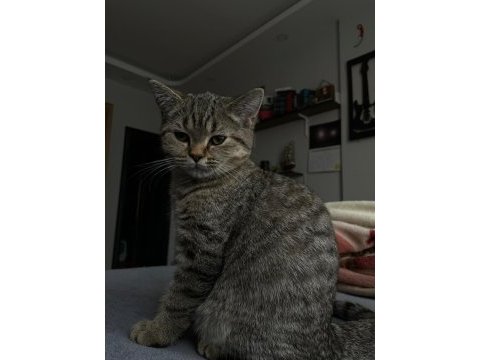 British shorthair erkek yavru