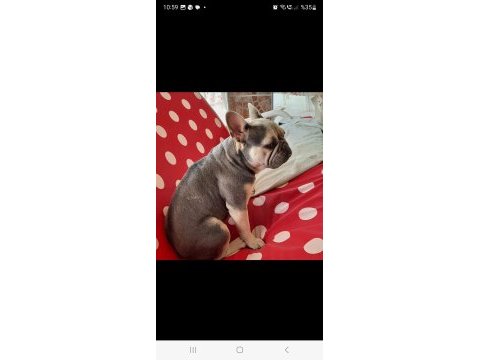 Lilac tan quad french bulldog