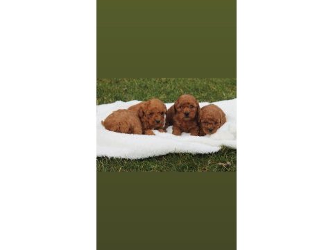 Safkan toy poodle yavruları