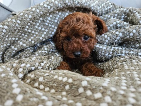 Toy poodle yavrularımız orjinal red brown