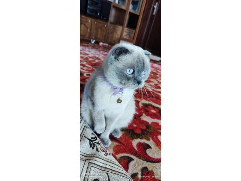 Sevimli scottish fold kedimiz pamuk