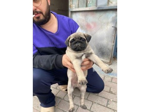 3 aylık yavru pug