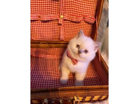 British shorthair