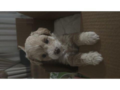 Maltipoo 3 aylık yavru geleni üzmem