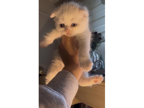 Kedilerimize yeni güzel yuvalar arıyoruz ☺️