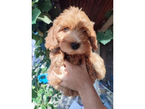 Bebek yüzlü orijinal maltipoo yavrular
