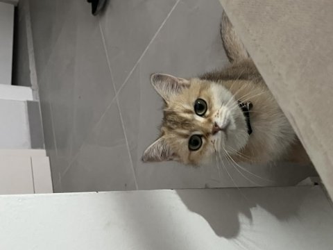 Dişi golden british shorthair