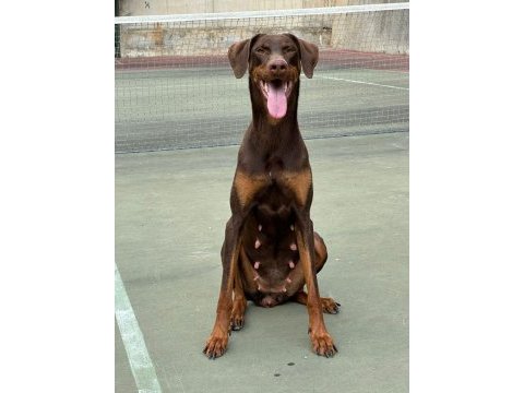 İstanbul yeni doğacak safkan doberman yavruları