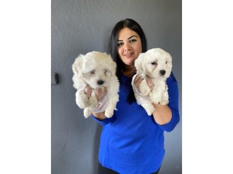 Ufacık maltese terrier yavrularım
