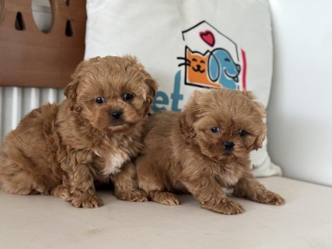 Ankarada wc eğitimli  kore maltipoo lar ziyarete açık