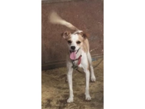 Jack russell terrier erkek 6 aylık takas veya uyguna