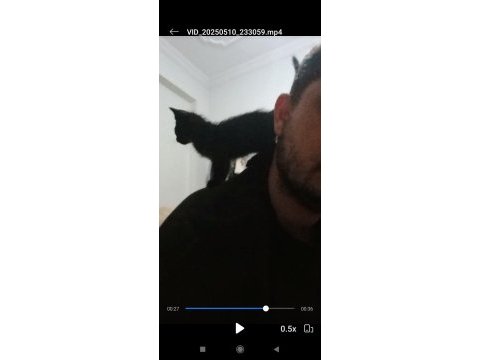 Terk edilmiş yavru kedimiz