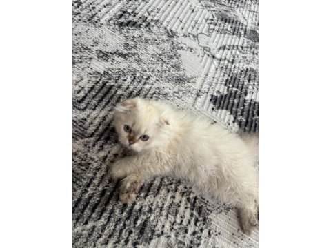 Yakışıklı oğlan scottish fold