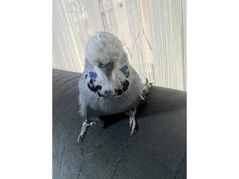 Acil satılık konuşan muhabbet kuşu