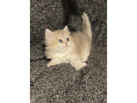 Anne baba şecereli safkan british longhair ay12 erkek