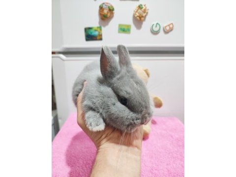 Safkan hollanda cüce tavşan (netherland dwarf)