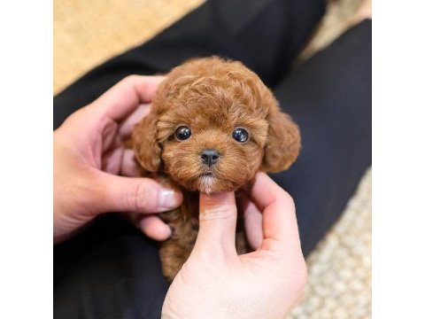 Safkan toy poodle bebeklerimiz