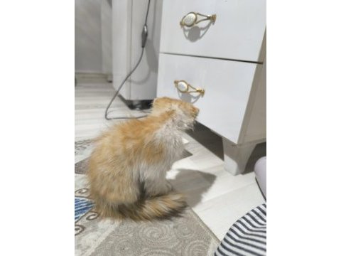 Kedimiz satılık değil sahiplendirilecektir