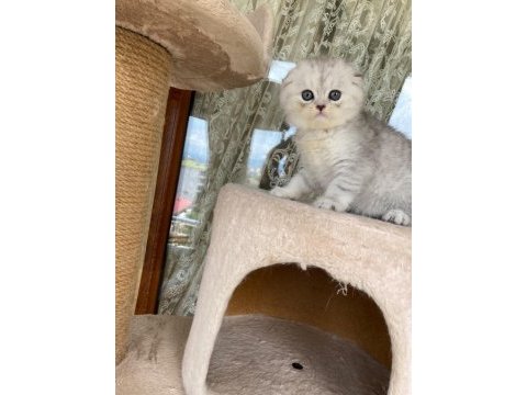 Scottish fold yavruları