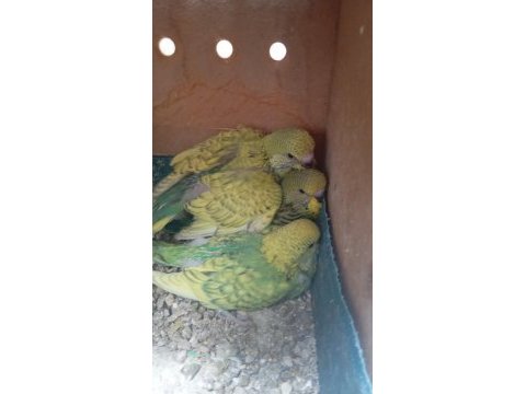 Sağlıklı jumbo yavru muhabbet kuşları