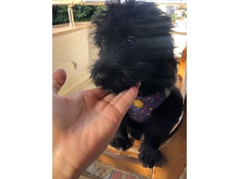 Maltese terrier yavru