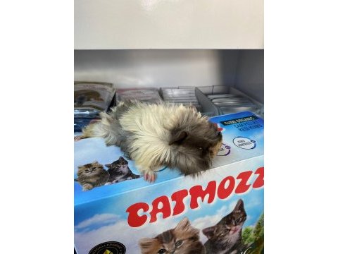 Guinea pig ler