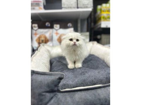A kalite scottish fold yavrularımız