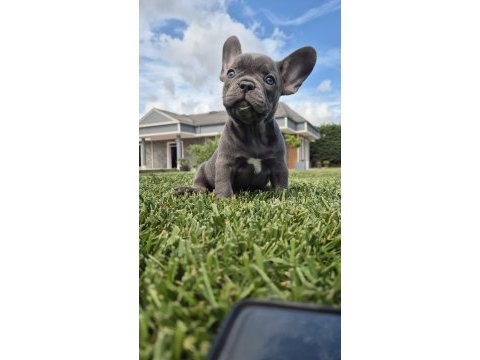French bulldog yavruları çiftlikten 