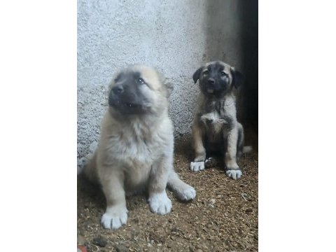 Kaliteli kangal yavruları